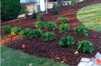 Plant Selection and Installation